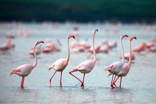 Розовые фламинго возвращаются в Крым